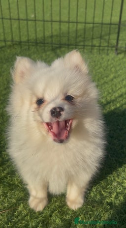 Pomerania perros - Anuncio 7
