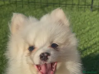 Pomerania perros Pomerania - Anuncio 4
