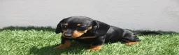 Teckel Miniatura perros en venta: Teckel Miniatura  - Anuncio 13