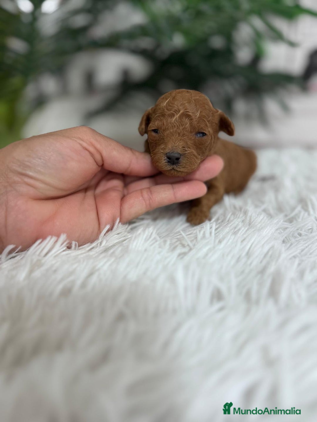 Caniche Toy perros en venta: CANICHE ROJO - Anuncio 6