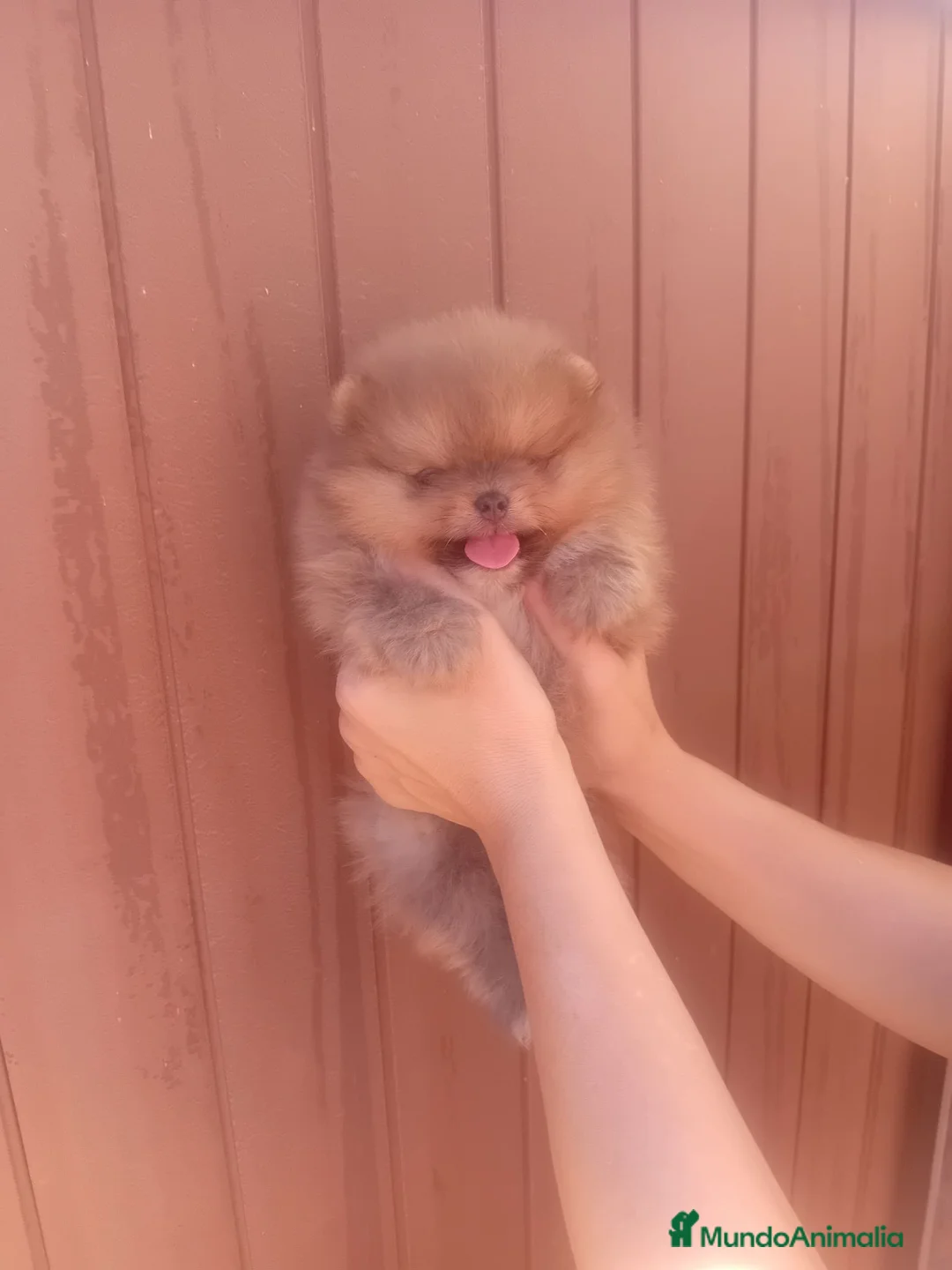 Pomerania perros en venta: ‼️POMERANIAS AMERICANOS TAMAÑO TOY - Anuncio 2