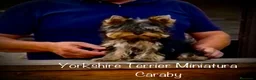 Yorkshire Terrier perros en venta: Yorkshire en Caraby Benidorm  - Anuncio 1