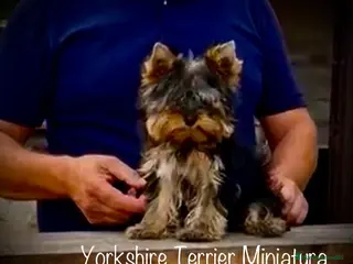 Yorkshire Terrier perros Yorkshire en Caraby Benidorm - Anuncio 1