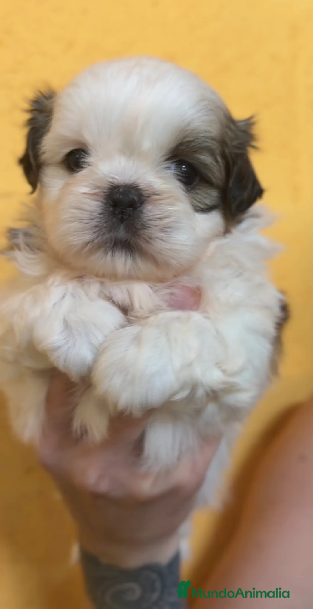Shih Tzu perros en venta: Shih Tzu hembra  - Anuncio 1