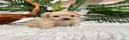 Maltipoo perros en venta: MALTIPOO HEMBRA - Anuncio 6
