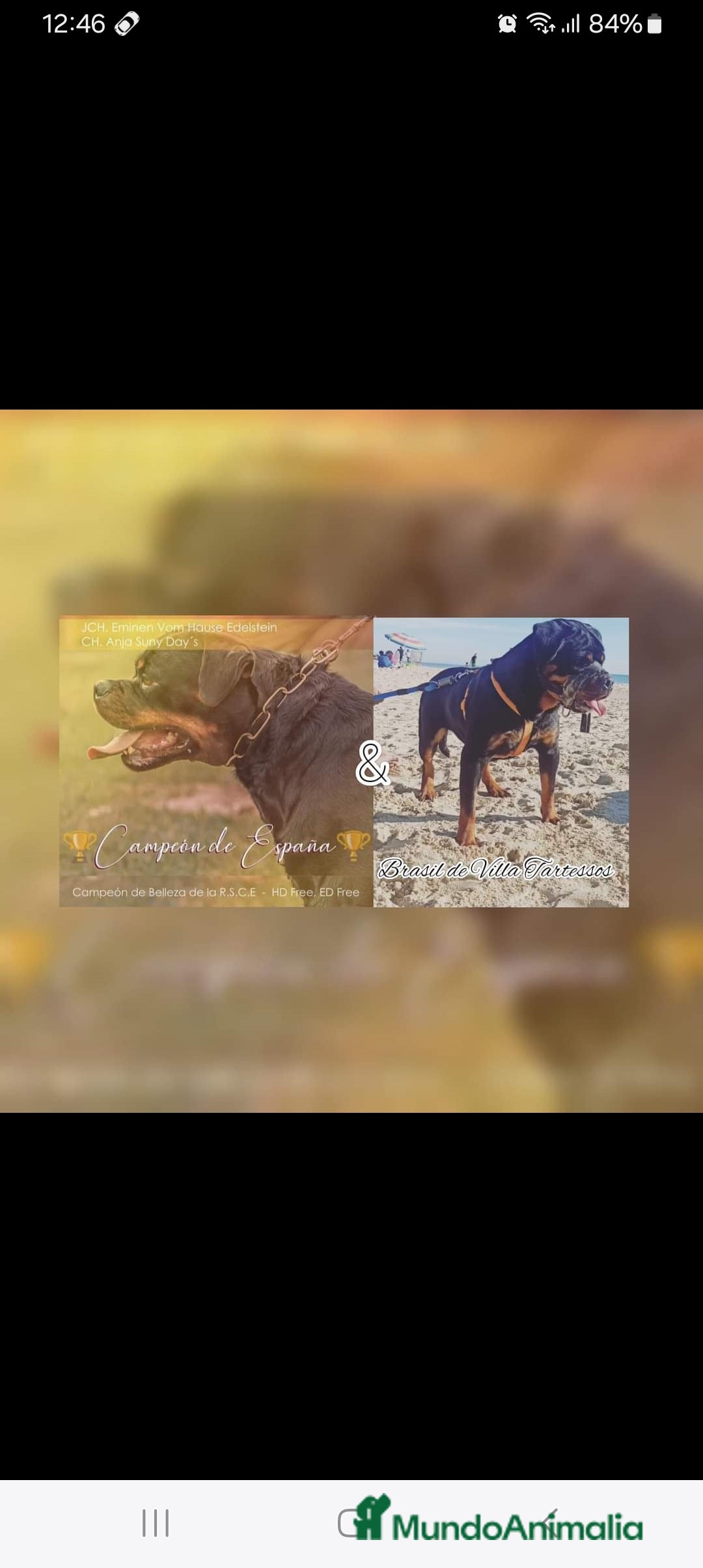 Rottweiler perros en venta: Rottweiler  - Anuncio 1
