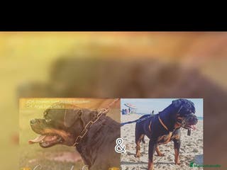 Rottweiler perros Rottweiler - Anuncio 1