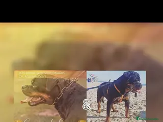 Rottweiler perros Rottweiler - Anuncio 27