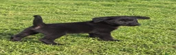 Labrador Retriever perros en venta: Preciosa Cachorra Labrador Retriever - Pura Raza - Anuncio 3