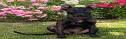 Pastor Holandés perros en venta: PASTOR HOLANDES  - Anuncio 2