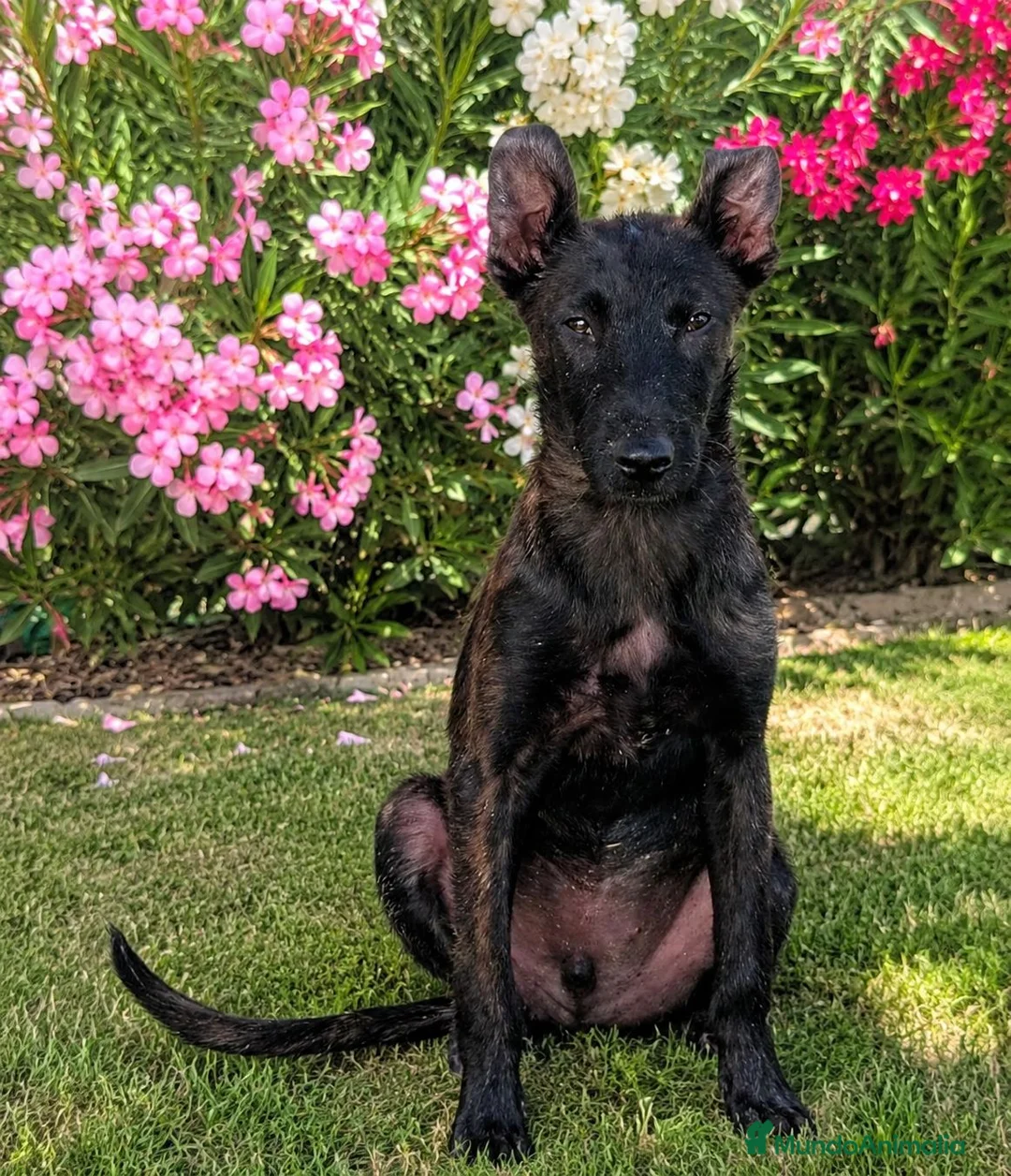 Pastor Holandés perros en venta: PASTOR HOLANDES  - Anuncio 2