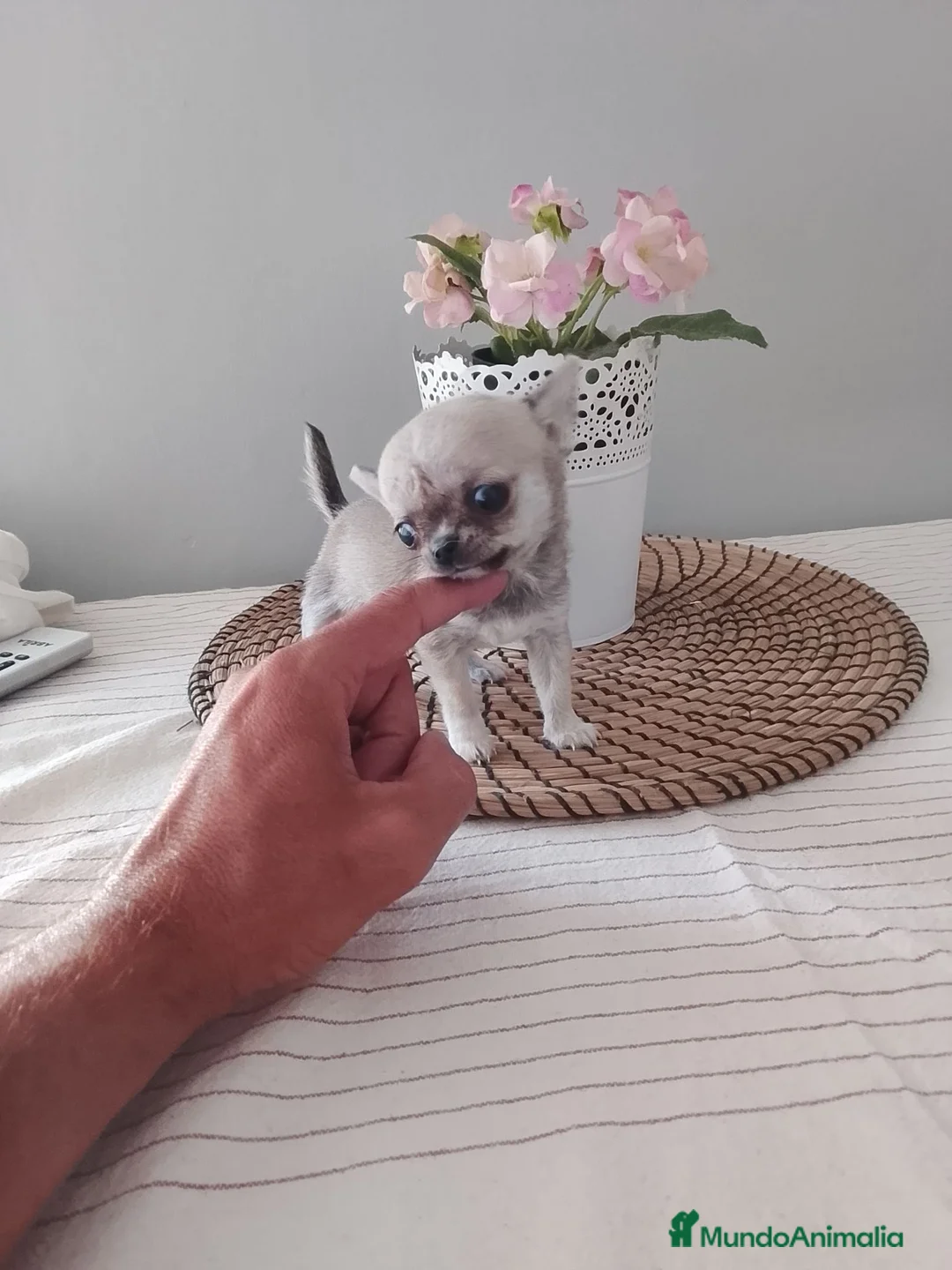 Chihuahua perros en venta: Chihuahua - Anuncio 5
