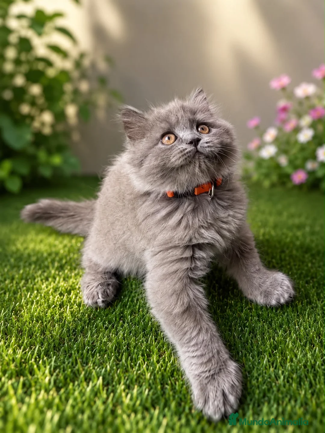 Británico de Pelo Largo gatos en venta: 🐱✨ Gatitos British Longhair disponibles - Anuncio 4