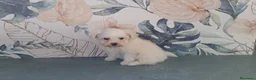 Bichón Maltés perros en venta: Cachorrita de Bichon Maltes  - Anuncio 2