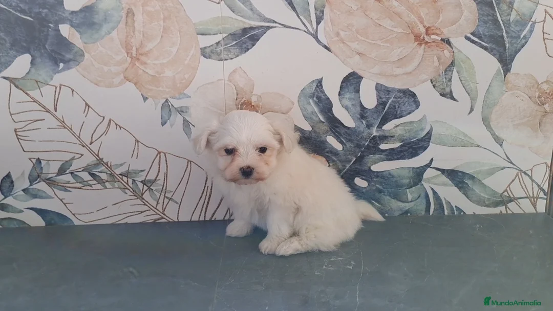 Bichón Maltés perros en venta: Cachorrita de Bichon Maltes  - Anuncio 2