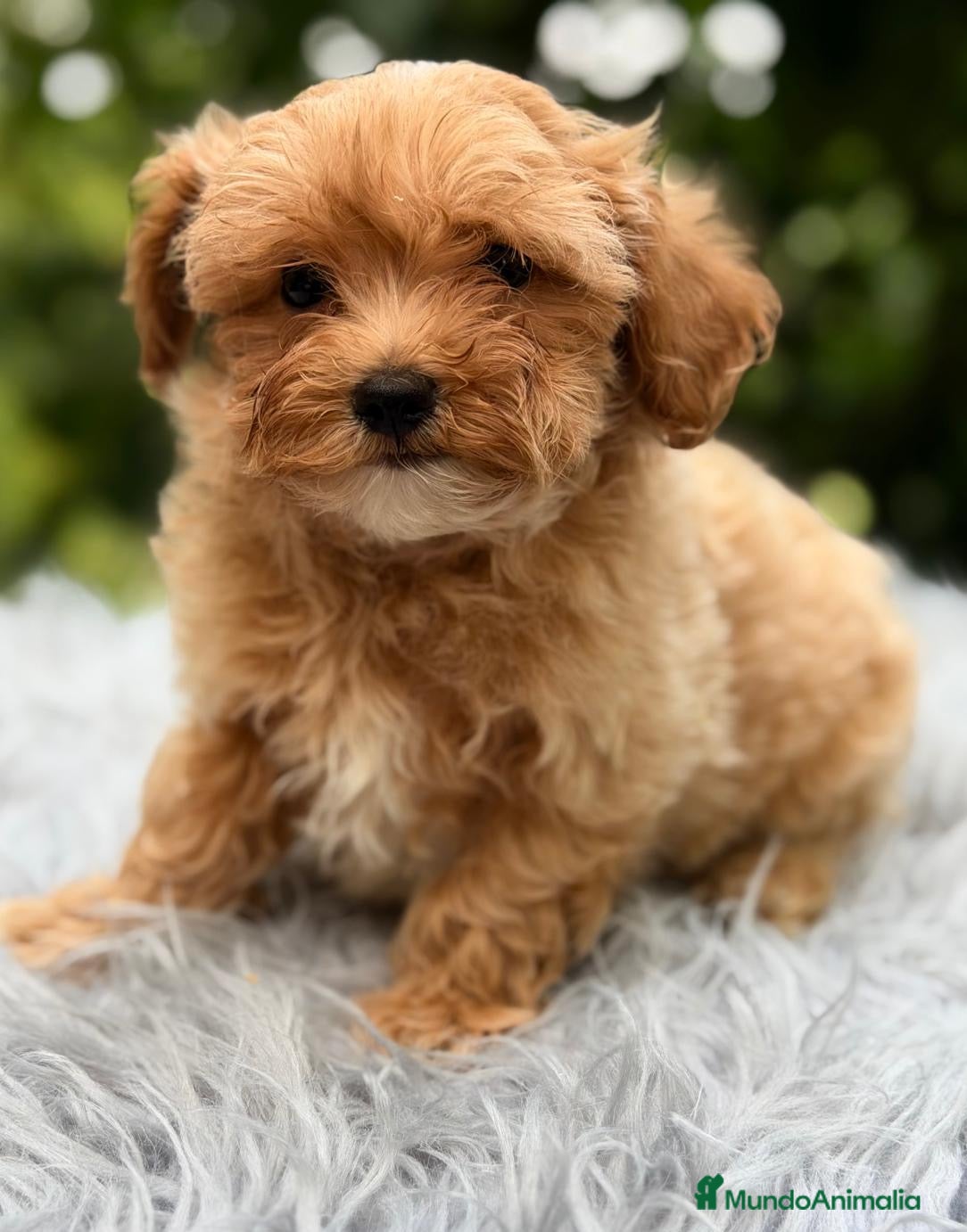 Maltipoo perros ULTIMO MALTIPOO TOY DISPONIBLE - Anuncio 1