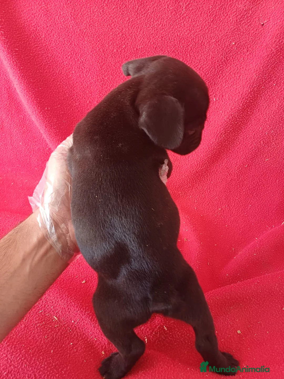 Bulldog Francés perros en venta: Bulldog Francés  - Anuncio 4