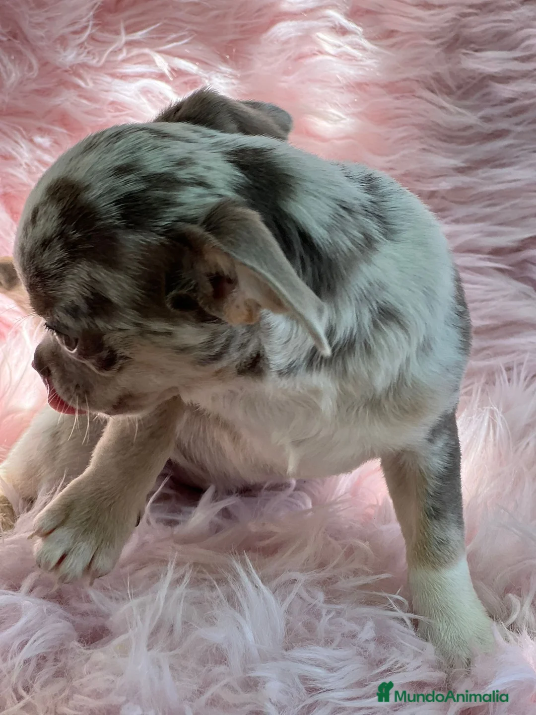 Chihuahua perros en venta: CHIHUAHUA EXÓTICO MERLE en Barcelona - Anuncio 6