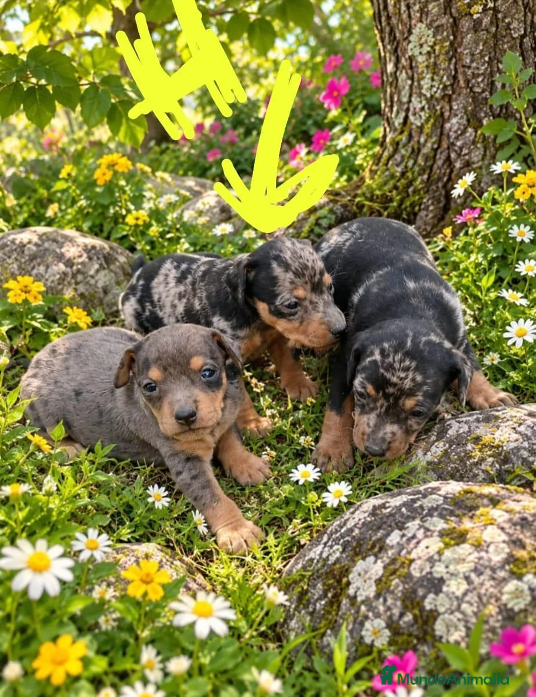 Pinscher Miniatura perros en venta: Pincher - Anuncio 3