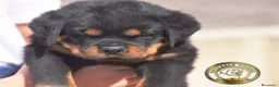 Rottweiler perros en venta: Cachorros Rottweiler  en Málaga - Anuncio 2