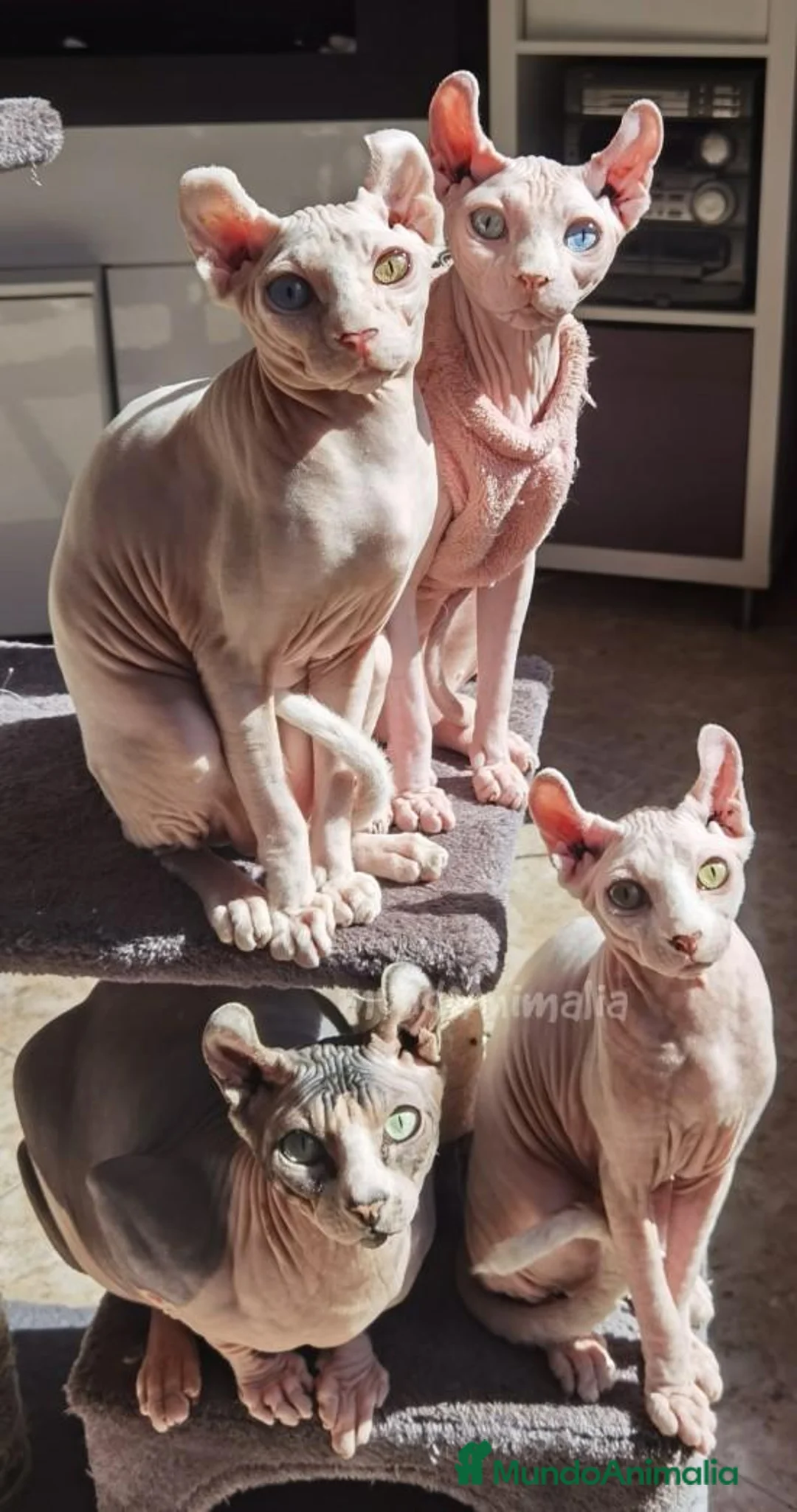 Imagen de galería {{count}}