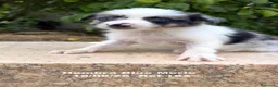 Border Collie perros en venta: BORDER COLLIE DE VILLA BIZNAGA - Anuncio 31