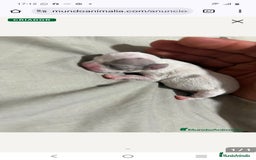 Chihuahua perros en venta: Mini chihuahuas  - Imagen 1