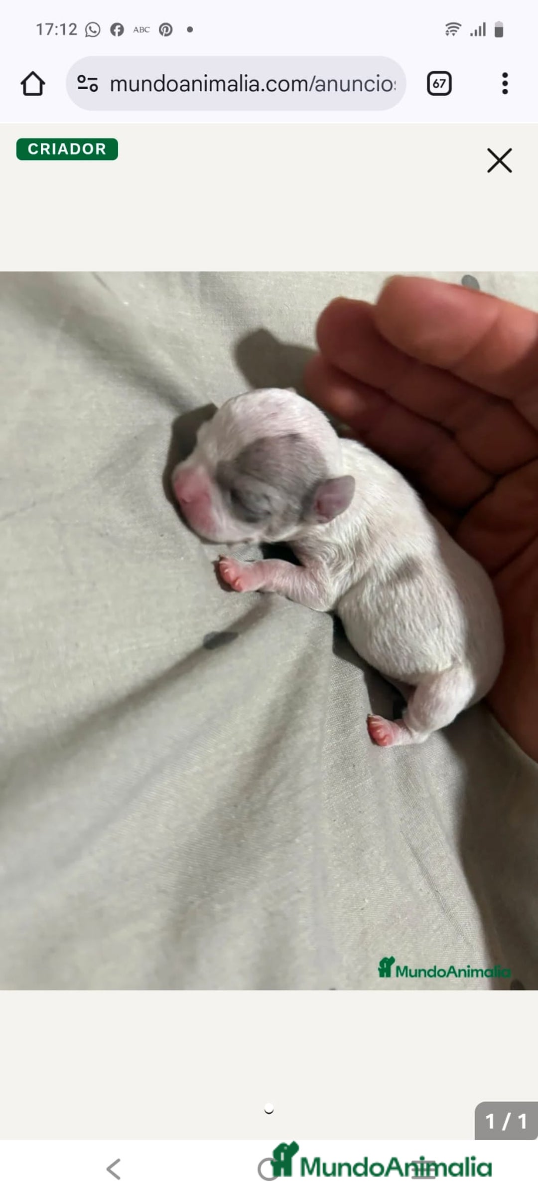 Chihuahua perros en venta: Mini chihuahuas  - Imagen 1