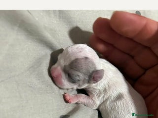 Chihuahua perros - Anuncio 7