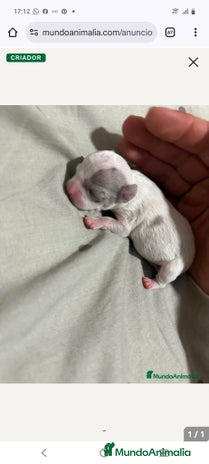 Chihuahua perros - Anuncio 2