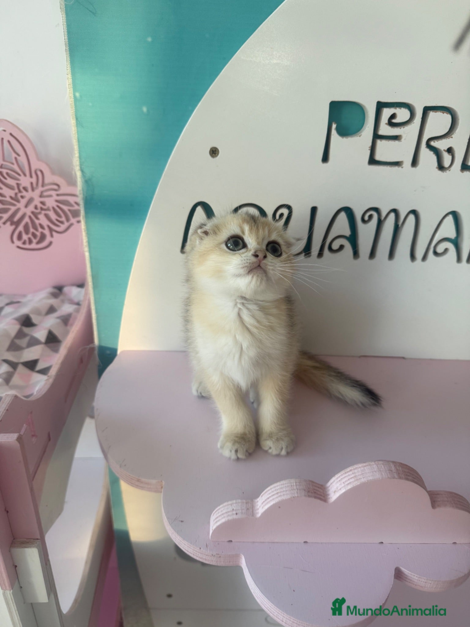 Scottish Fold gatos Scottish fold - Anuncio 17