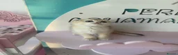 Scottish Fold gatos en venta: Scottish fold - Anuncio 1