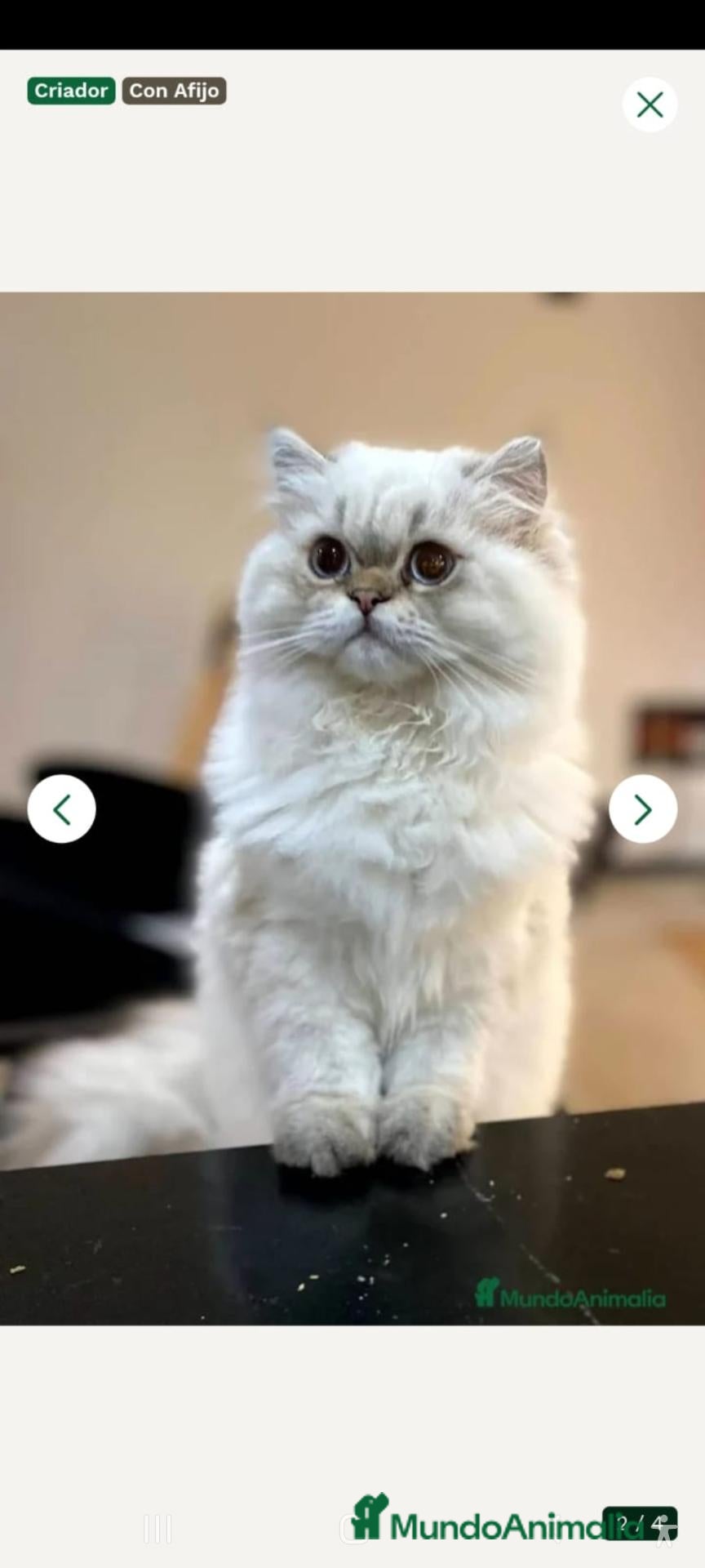 Británico de Pelo Largo gatos Gatito adulto - Anuncio 1