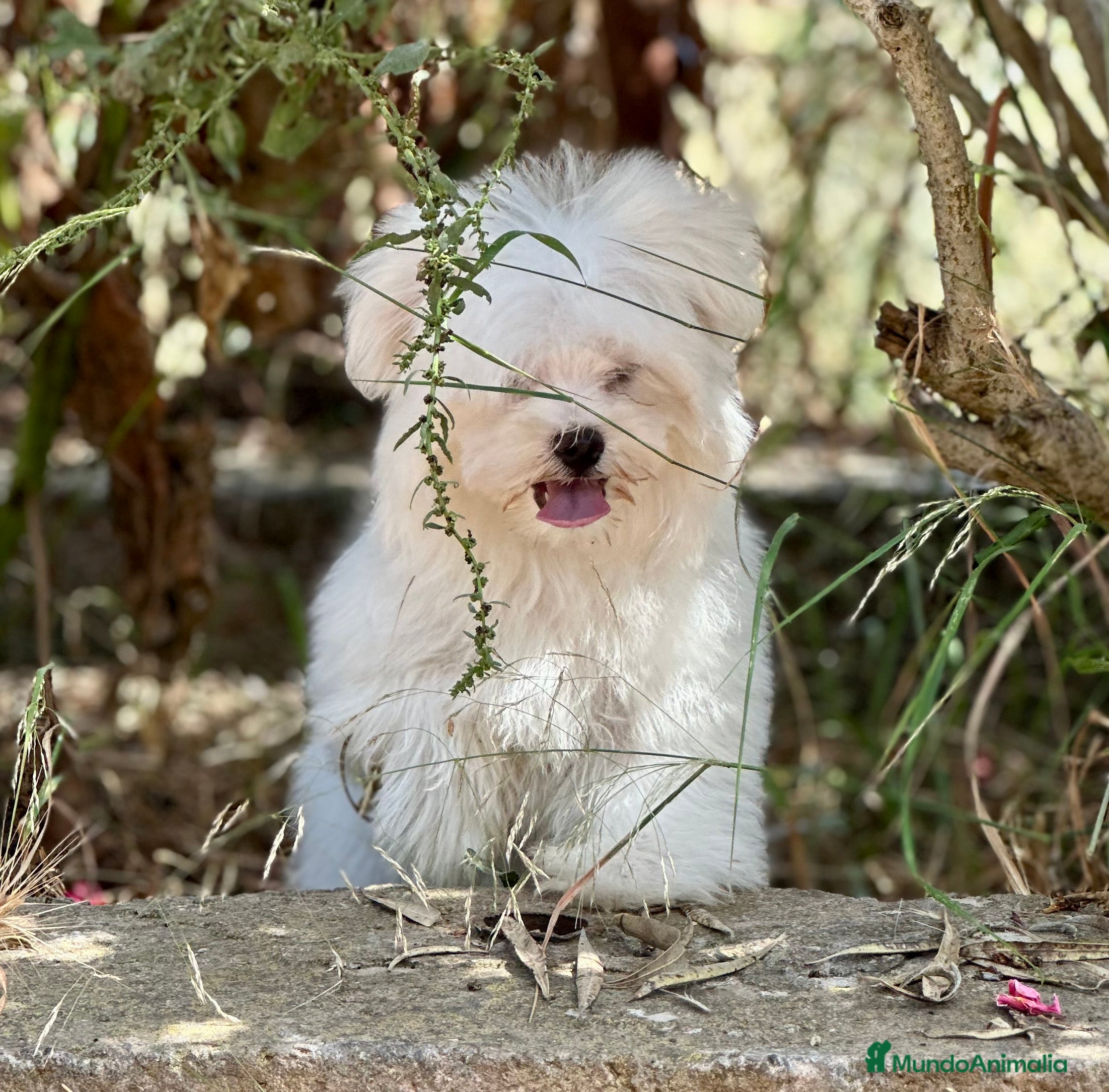 Bichón Maltés perros BICHÓN MATES LÍNEA AMERICANA - Anuncio 2