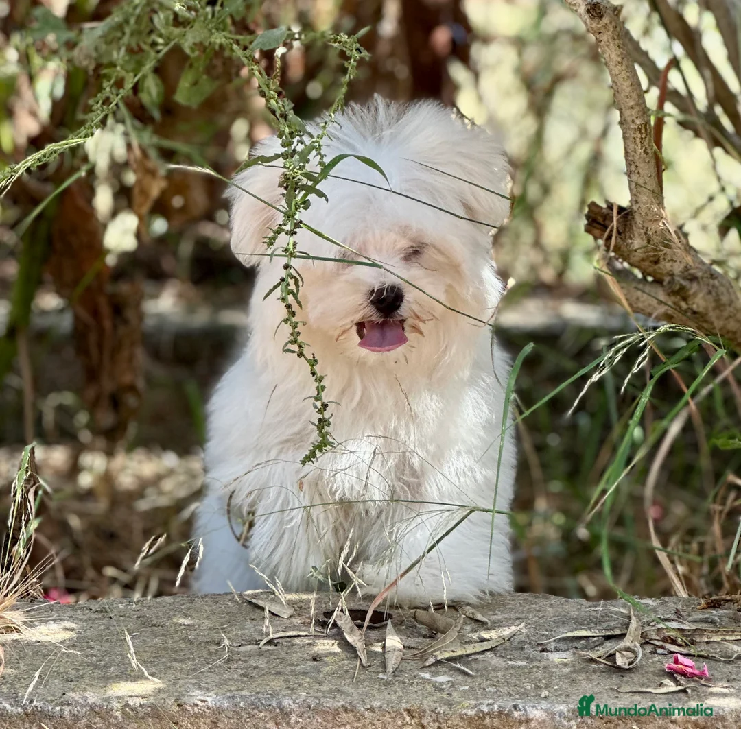 Bichón Maltés perros en venta: BICHÓN MATES LÍNEA AMERICANA - Anuncio 2