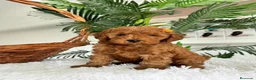 Caniche Toy perros en venta: CANCIHE ROJO - Anuncio 32