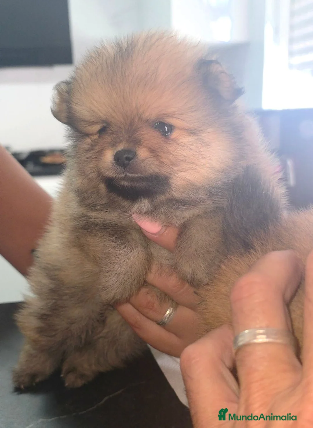 Pomerania perros en venta: Lulus pomerania  - Anuncio 3