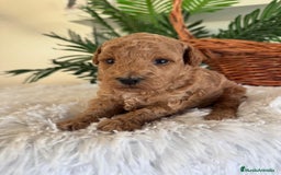 Caniche Toy perros en venta: CANICHE TOY - Imagen 10