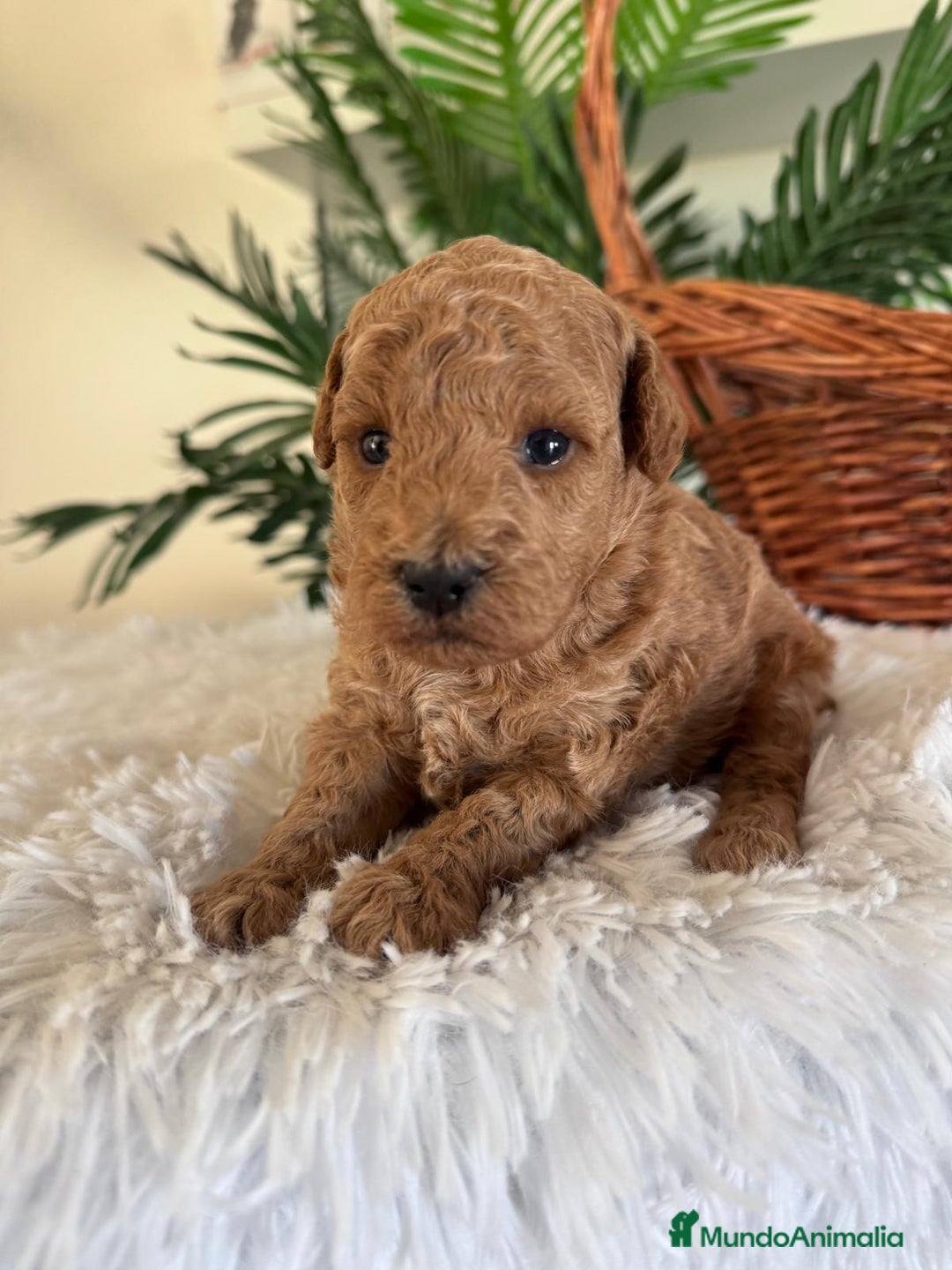 Caniche Toy perros en venta: CANICHE TOY - Imagen 10