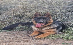 Pastor Alemán perros en venta: Cachorros de pastor alemán  en Salamanca - Imagen 18