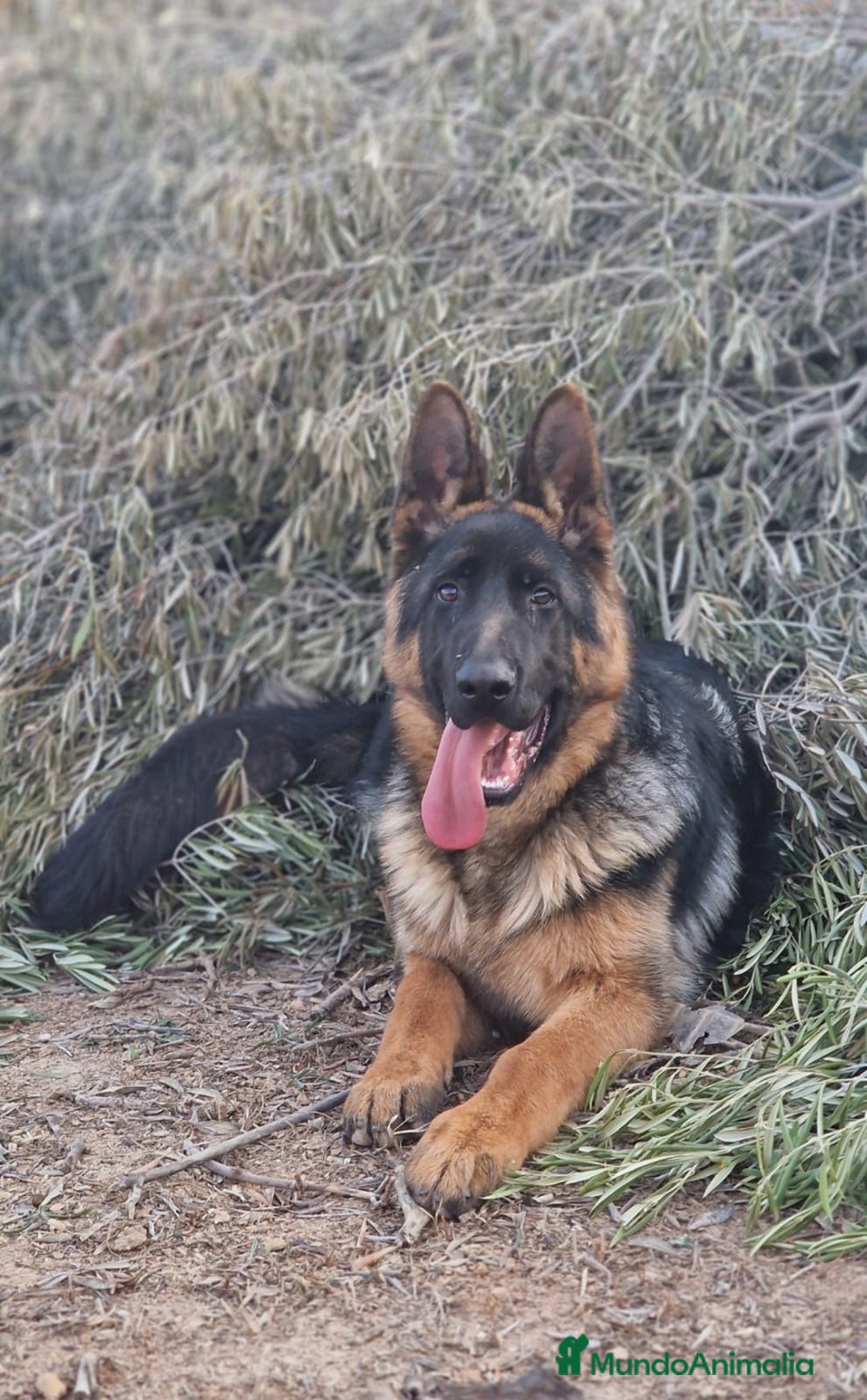 Pastor Alemán perros en venta: Cachorros de pastor alemán  en Salamanca - Imagen 18