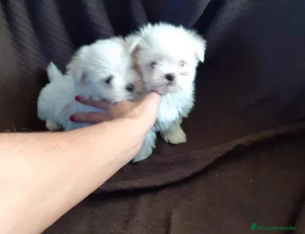 Bichón Maltés perros Bichón maltés toy - Anuncio 3