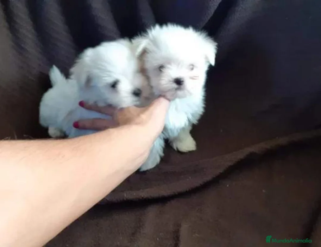 Bichón Maltés perros en venta: Bichón maltés toy - Anuncio 1