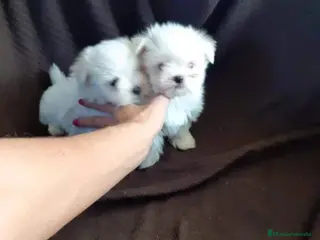 Bichón Maltés perros Bichón maltés toy - Anuncio 3
