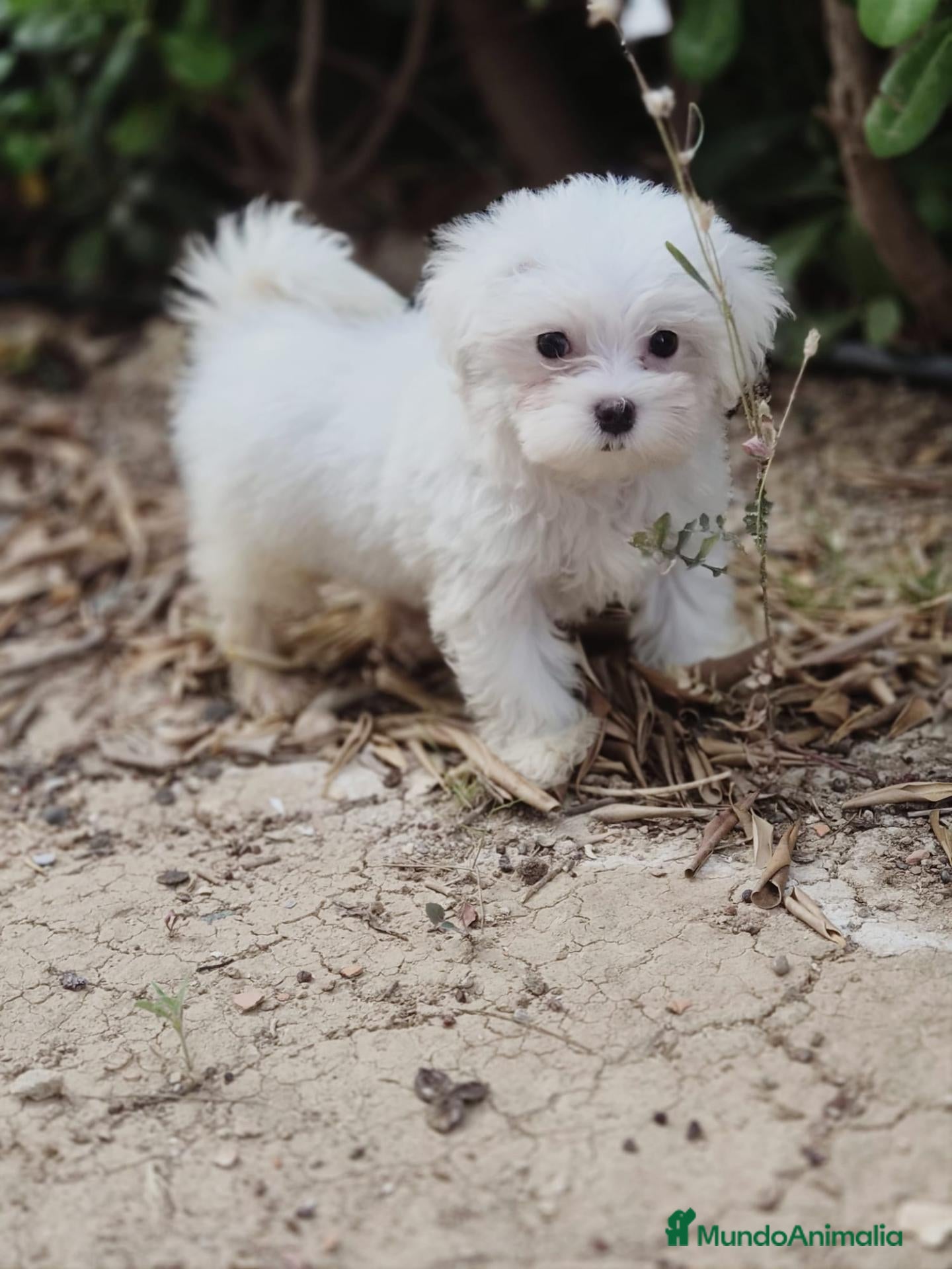 Bichón Maltés perros Bichón maltés  - Anuncio 1