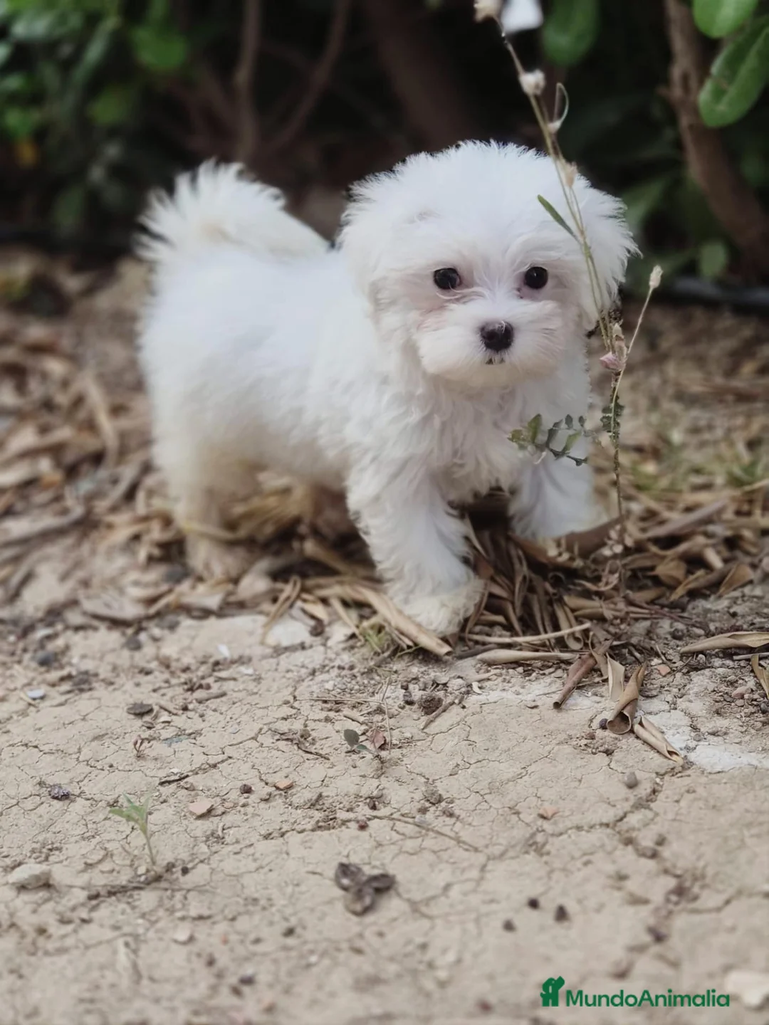 Bichón Maltés perros en venta: Bichón maltés  - Anuncio 1