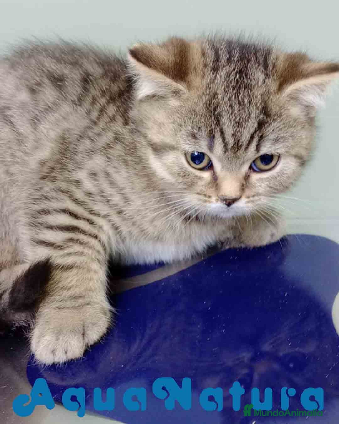 Británico de Pelo Corto gatos en venta: British Macho 4474 AQUANATURA - Anuncio 6