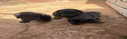 Teckel perros en venta: Teckel - Anuncio 2