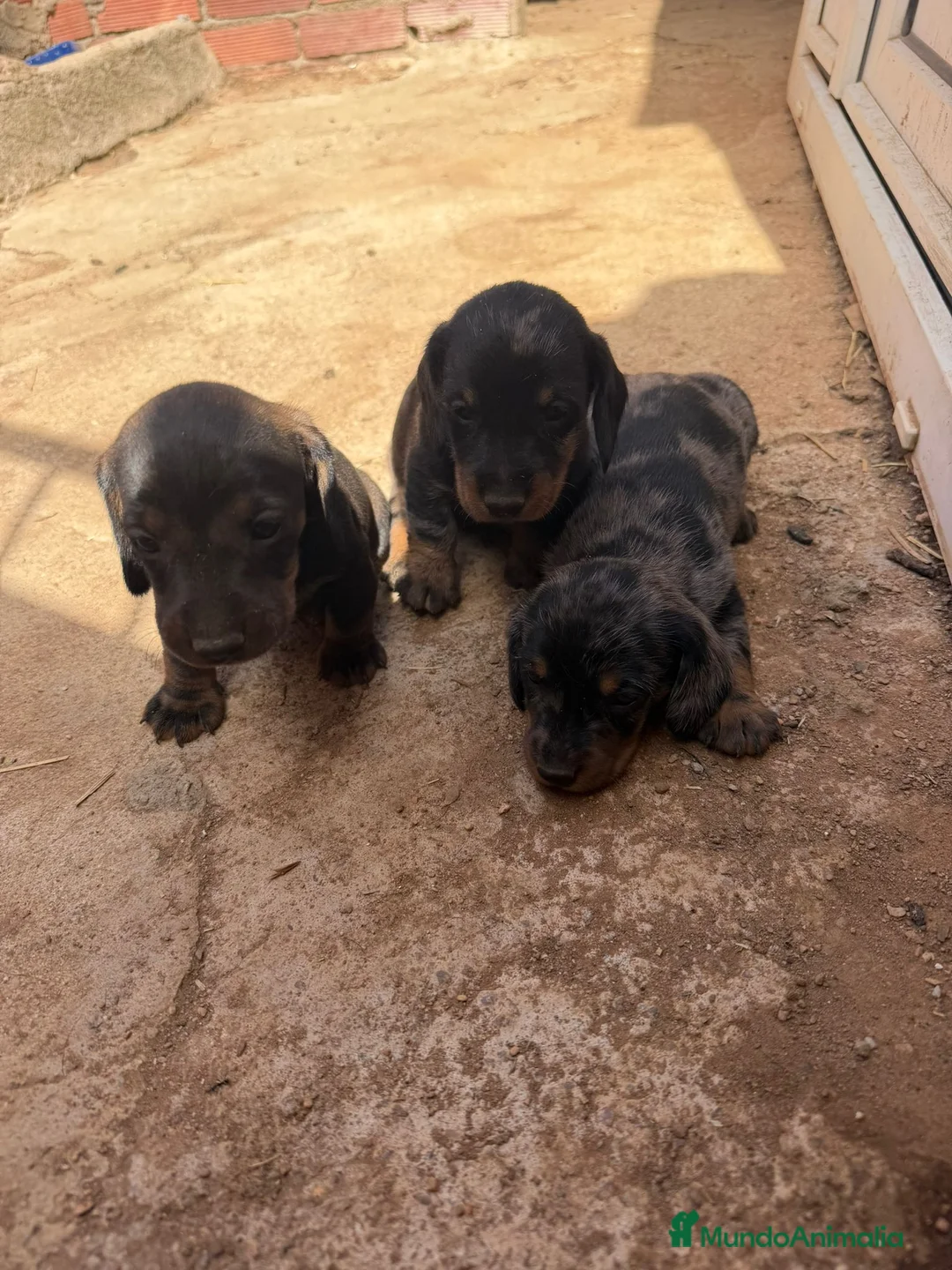 Teckel perros en venta: Teckel - Anuncio 2