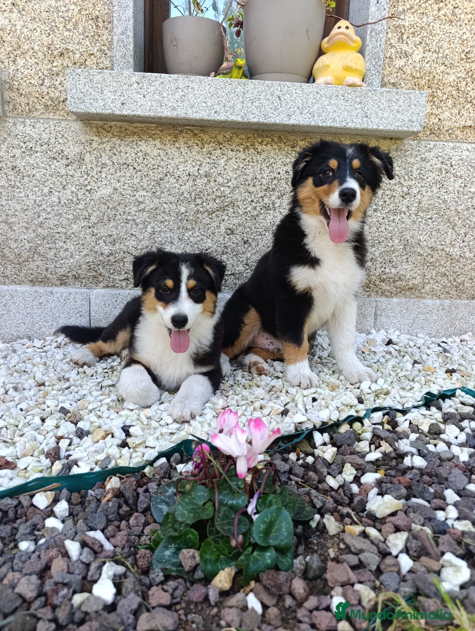 Pastor Australiano perros Cachorros pastor australiano  - Anuncio 12